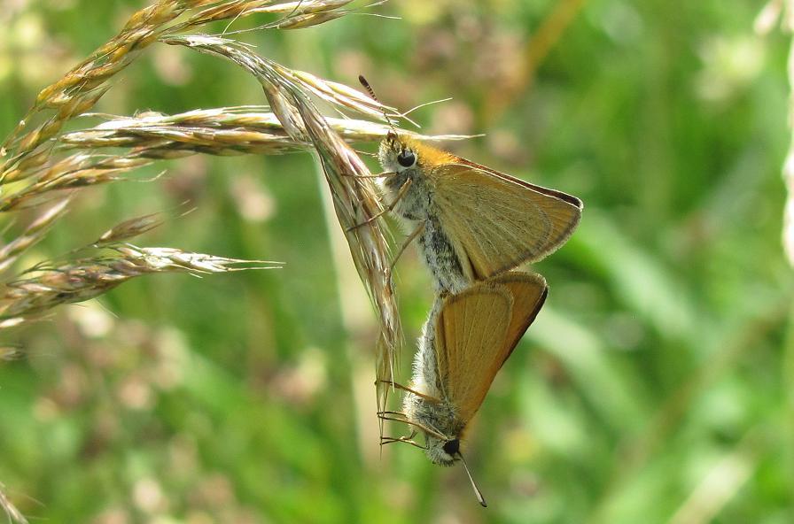 Thymelicus sylvestris?